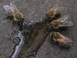 Drinking Drone Bees