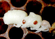 Pupa varroa
