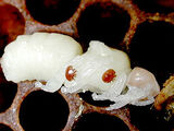 Pupa