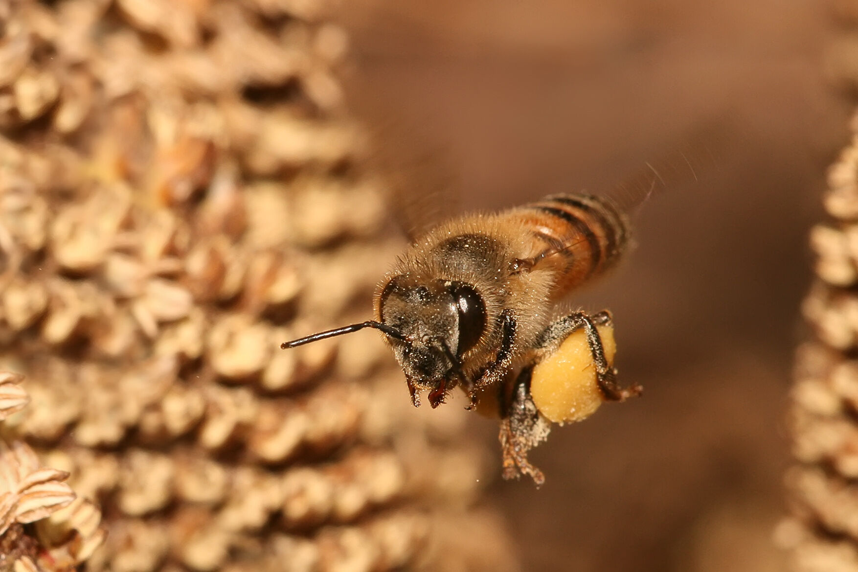 Brood comb - Wikipedia