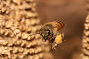 Bee in flight, carrying pollen in a yellow container large for its size