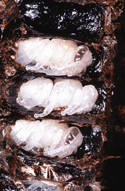 Pupa