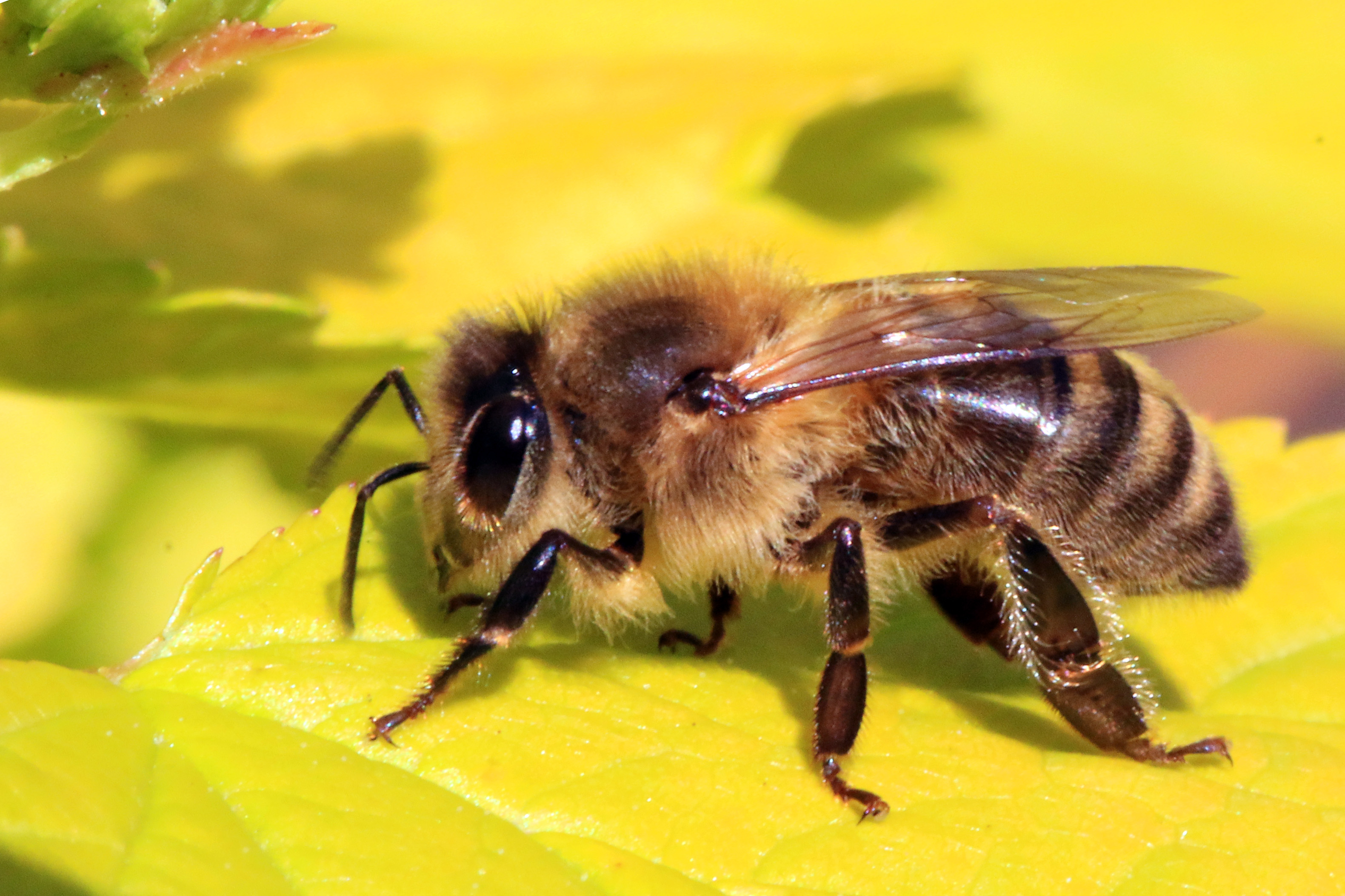 Western Honey Bee (Apis mellifera) Dimensions & Drawings