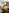 Bee Movie game - English