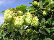 Hopfen2