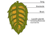 Cross-section of hop cone