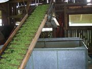 Hops being processed for commercial use