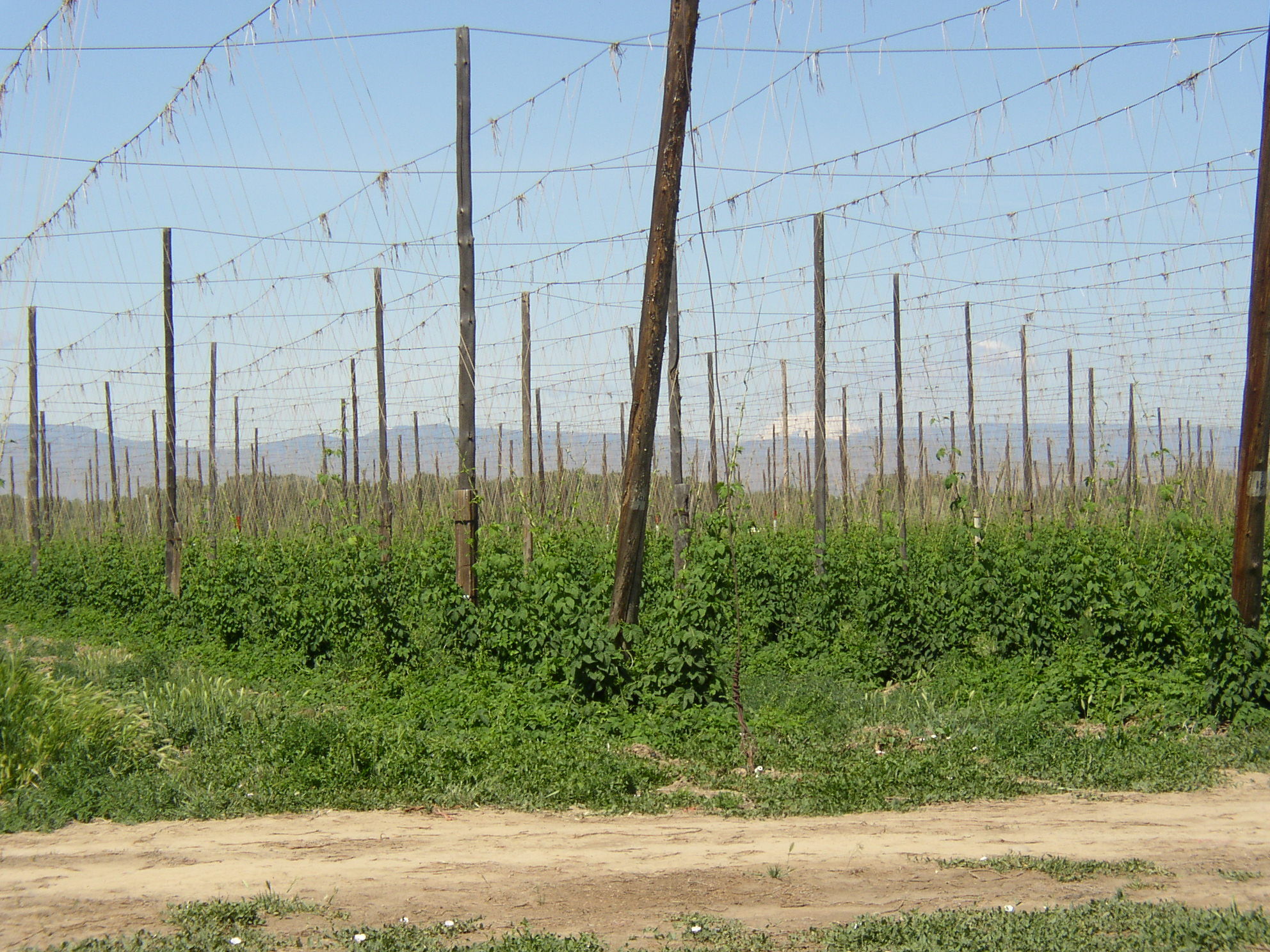 Yakima-Valley-Hop-Yard.jpg