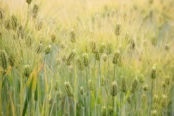 Barley.jpg