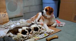 Missy with her puppies.