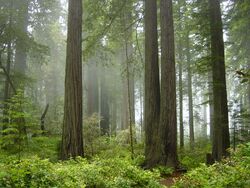 Redwood forest