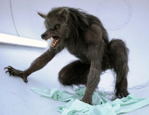 BBCwerewolf