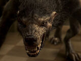 Werewolf (Syfy)