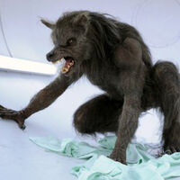 Werewolf Bbc Being Human Wiki Fandom