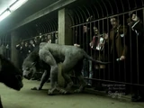 Werewolf Fights (Syfy)