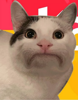 Beluga Cat Meme Face Smiling | Pin