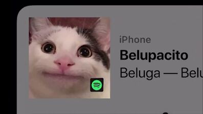 I had to share this gem. Our underrated internet cat. Beluga as a Baby  pepper 983K views 3 weeks ago - iFunny Brazil