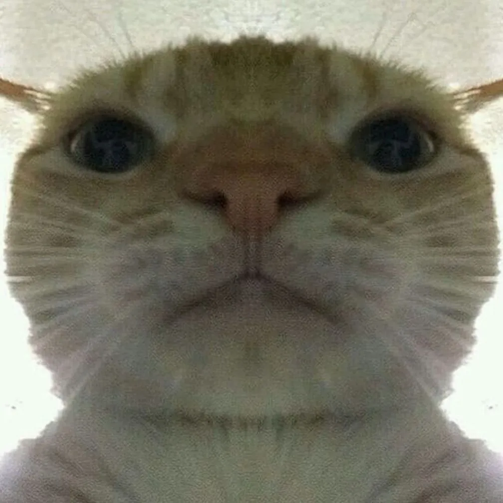 Мемные коты на аву