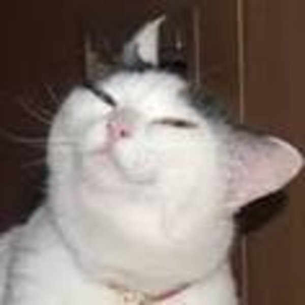 Smiling Beluga Cat Meme Face | Poster