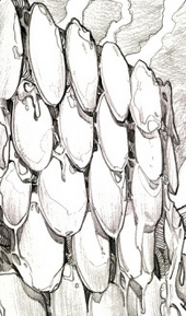 Waru-0.png