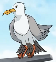 Seagull normal