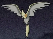 As a normal cockatiel