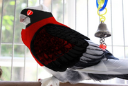 An edited picture of a pigeon in LaGrange's outfit
