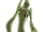 Goopmummy