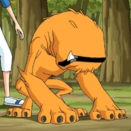 Czteroletni Dzikopysk w Nie pijcie wody