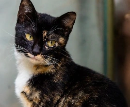 Hollyrain | Beneath the Same Sky Wiki | Fandom