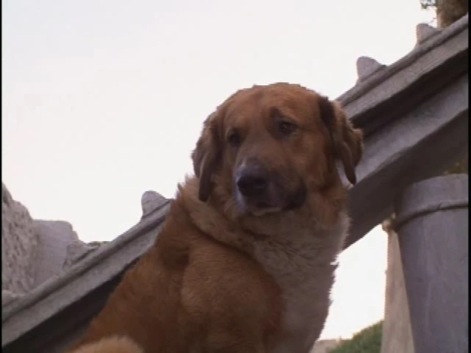 Big Brown Dog Benji Wiki Fandom