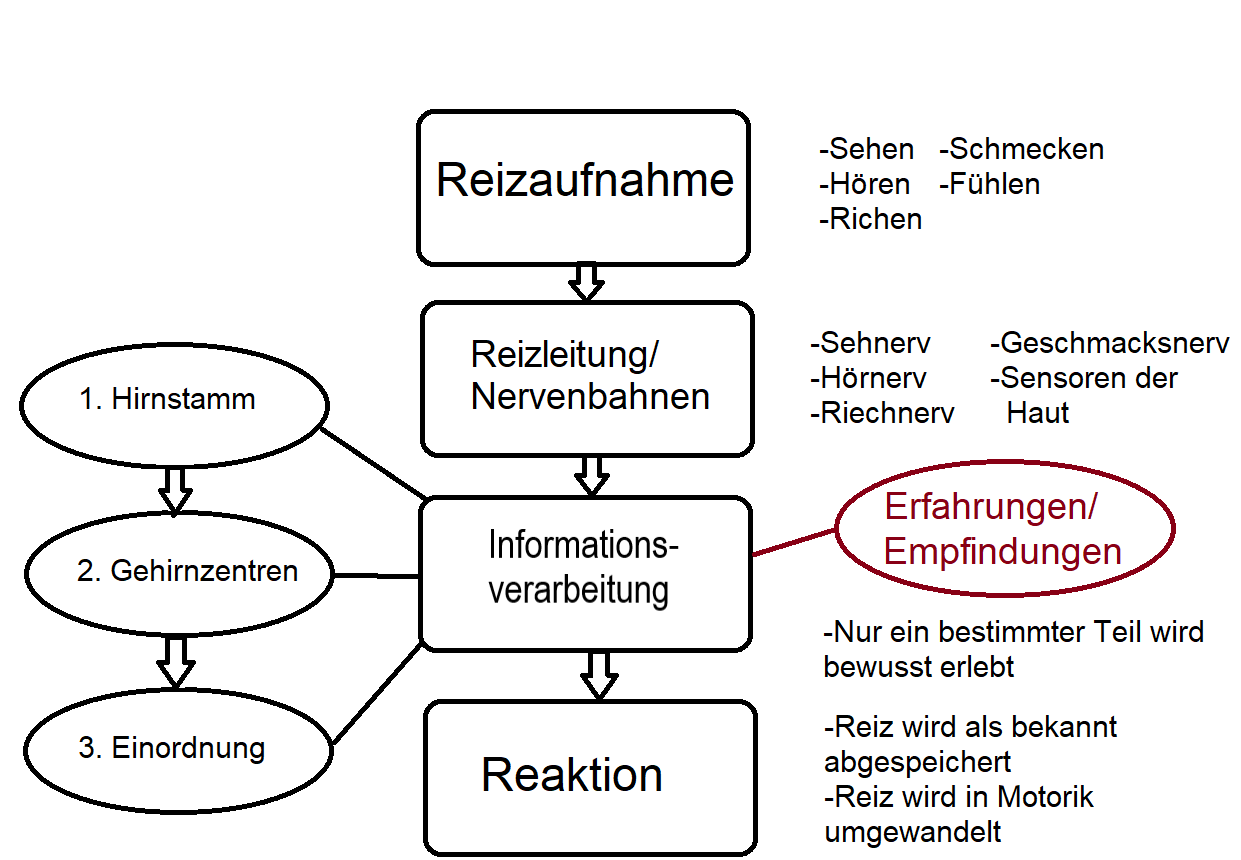 Wahrnehmungsprozess Beobachtung Und Dokumentation Wiki Fandom