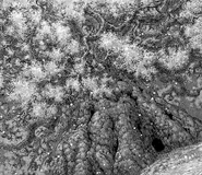 Cherry Tree Elfhelm.png (4.28 MB) A grand cherry blossom tree is Elfhelm's greatest landmark.