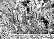 Костобород посылает щупальца Морского Бога за командой Морского Конька.