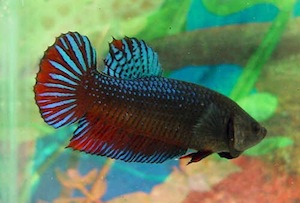 Round Tail Betta | Betta Splendens Wiki | Fandom