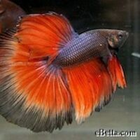 Super Delta Tail Betta Splendens Wiki Fandom