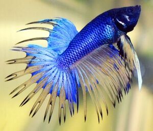 Crowntail Betta Betta Splendens Wiki Fandom