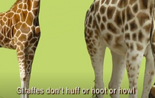 The giraffes are never growl or anything