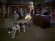 Clara produces some spectacular mistakes when Samantha is not there to help her.