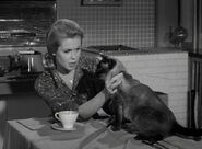 Samantha realizes the cat could be the perfect model for Darrin's account.
