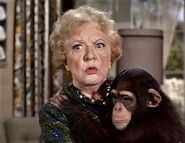 Aunt Clara wonders what to feed the monkey.