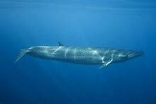 Whale.jpg