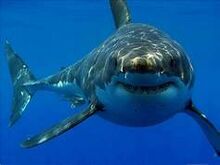 Shark.jpg