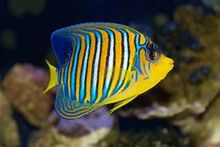 Fish.jpg