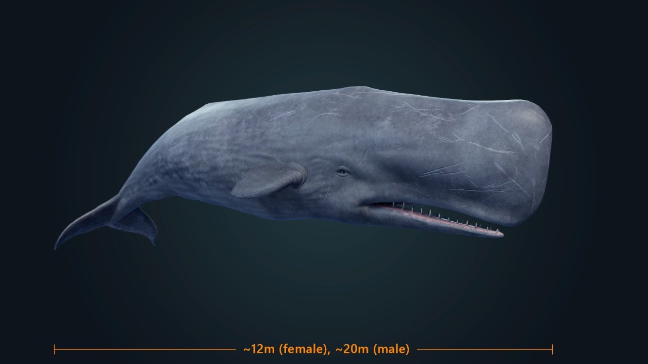[注目！！]サーフボード Sperm whale サーフボードギャラリー | USED SURF×SURF MARKET