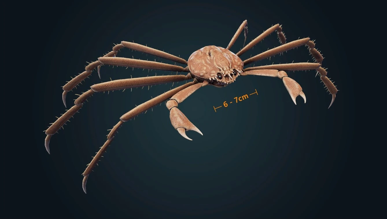Spider Crab | Beyond Blue Wiki | Fandom
