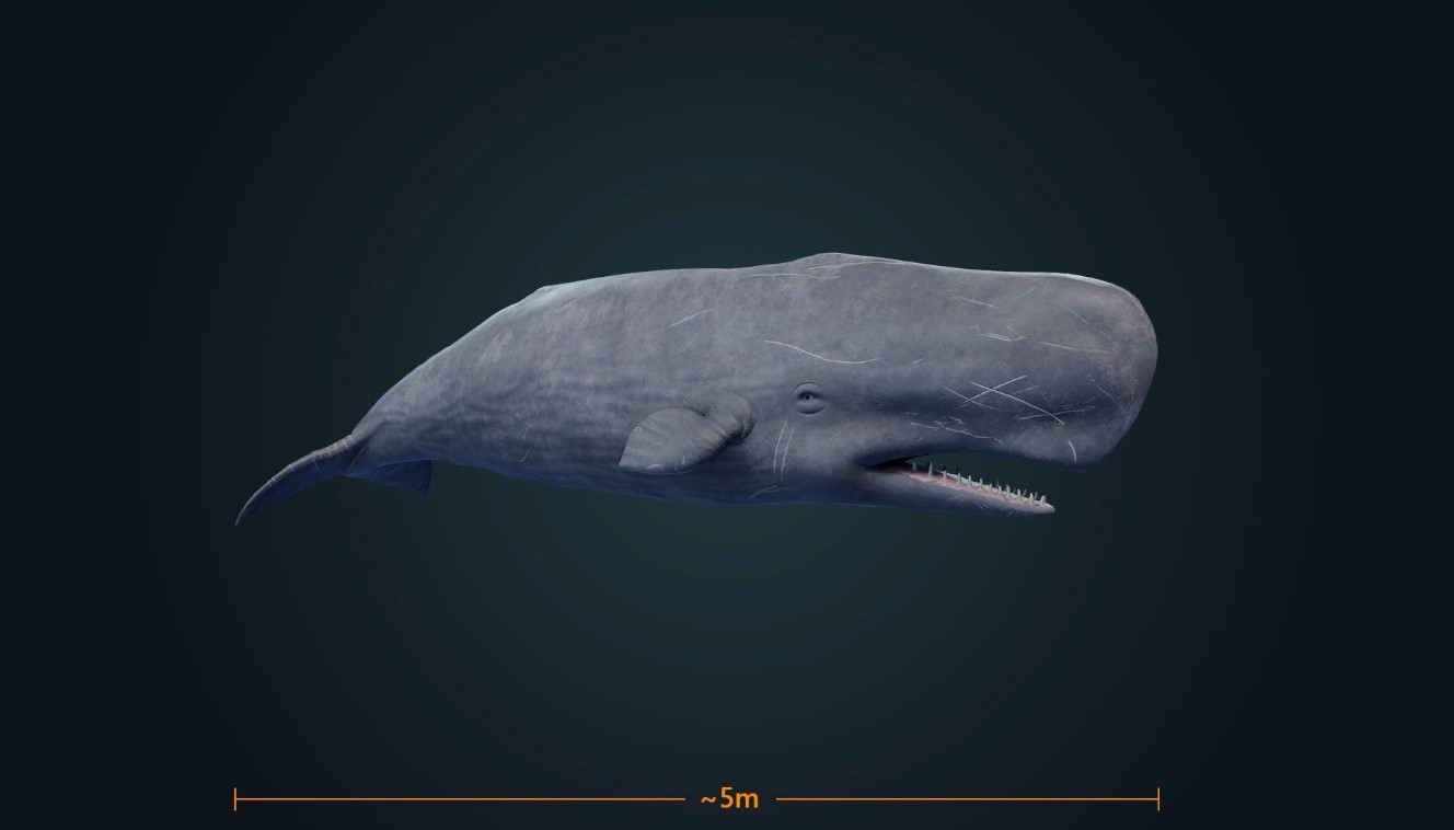 [注目！！]サーフボード Sperm whale サーフボードギャラリー | USED SURF×SURF MARKET