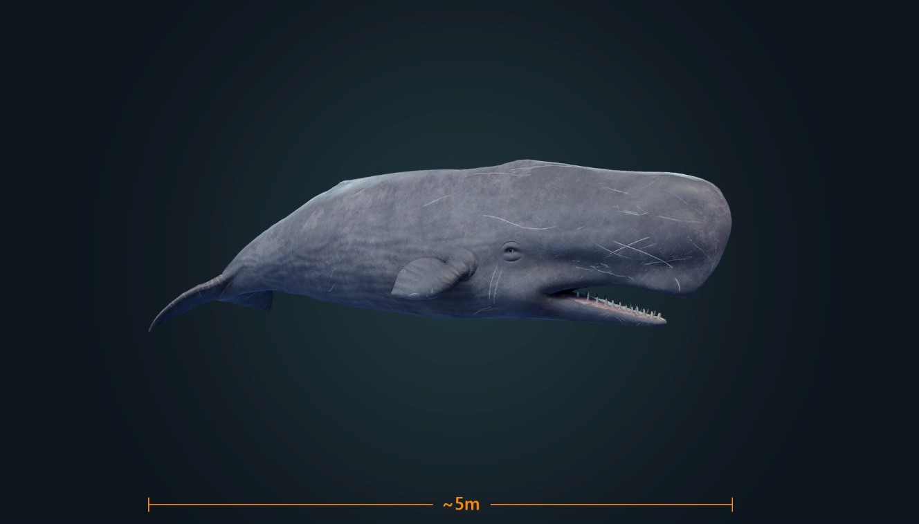 Three-dimensional reconstruction of the head of an adult sperm whale.