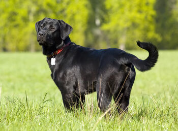 Black lab