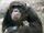 Knoxville zoo chimp closeup.jpg